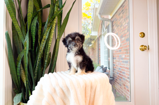Aussiechon Puppy for Adoption