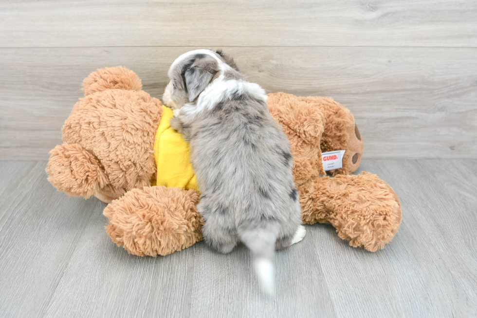 Funny Aussiechon Designer Pup