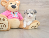 6 week old Aussiechon Puppy For Sale - Simply Southern Pups