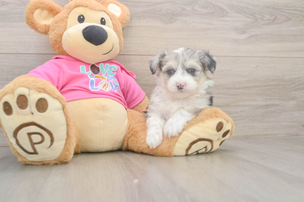 5 week old Aussiechon Puppy For Sale - Simply Southern Pups