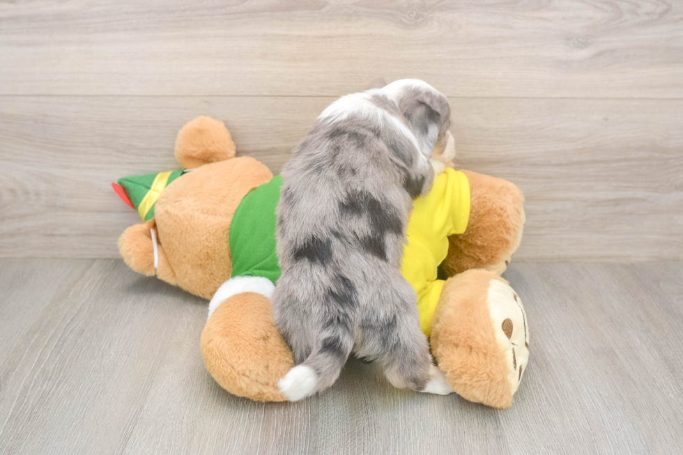 Happy Aussiechon Baby