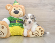 6 week old Aussiechon Puppy For Sale - Simply Southern Pups