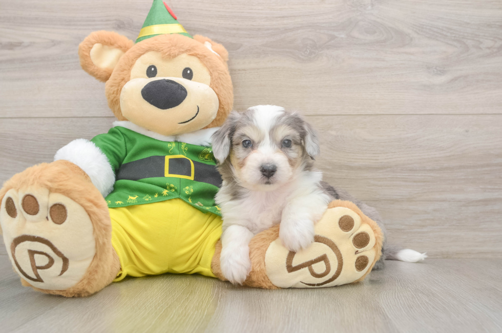 6 week old Aussiechon Puppy For Sale - Simply Southern Pups