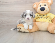 5 week old Aussiechon Puppy For Sale - Simply Southern Pups
