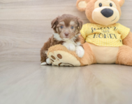 6 week old Aussiechon Puppy For Sale - Simply Southern Pups