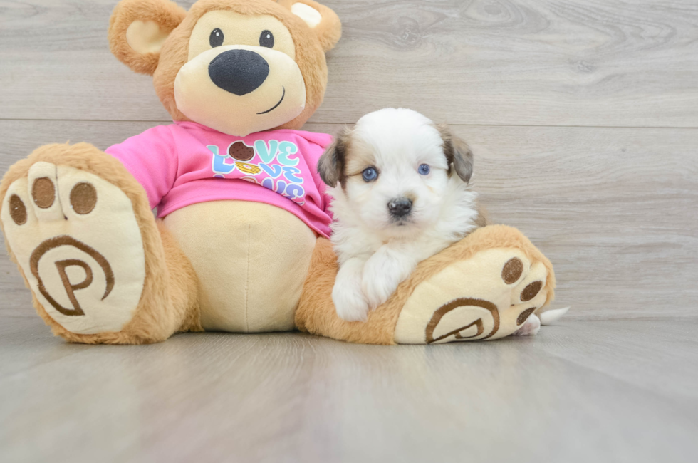 5 week old Aussiechon Puppy For Sale - Simply Southern Pups