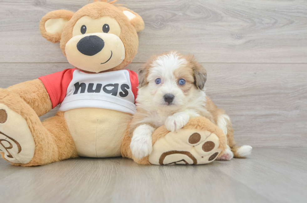 5 week old Aussiechon Puppy For Sale - Simply Southern Pups