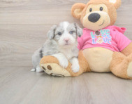 6 week old Aussiechon Puppy For Sale - Simply Southern Pups