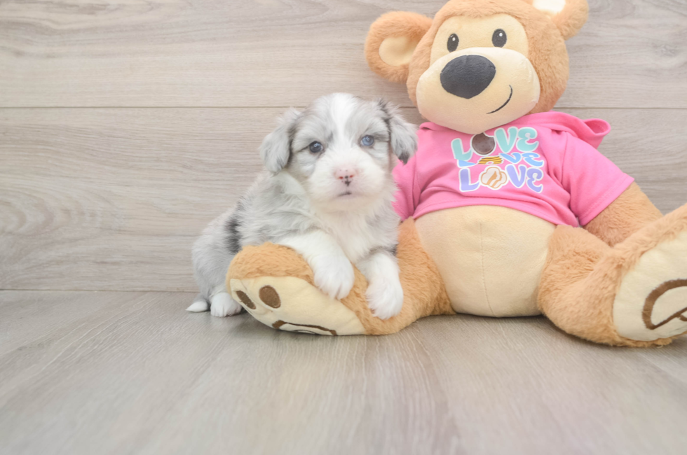 5 week old Aussiechon Puppy For Sale - Simply Southern Pups