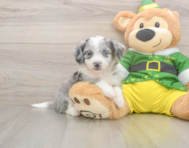 6 week old Aussiechon Puppy For Sale - Simply Southern Pups
