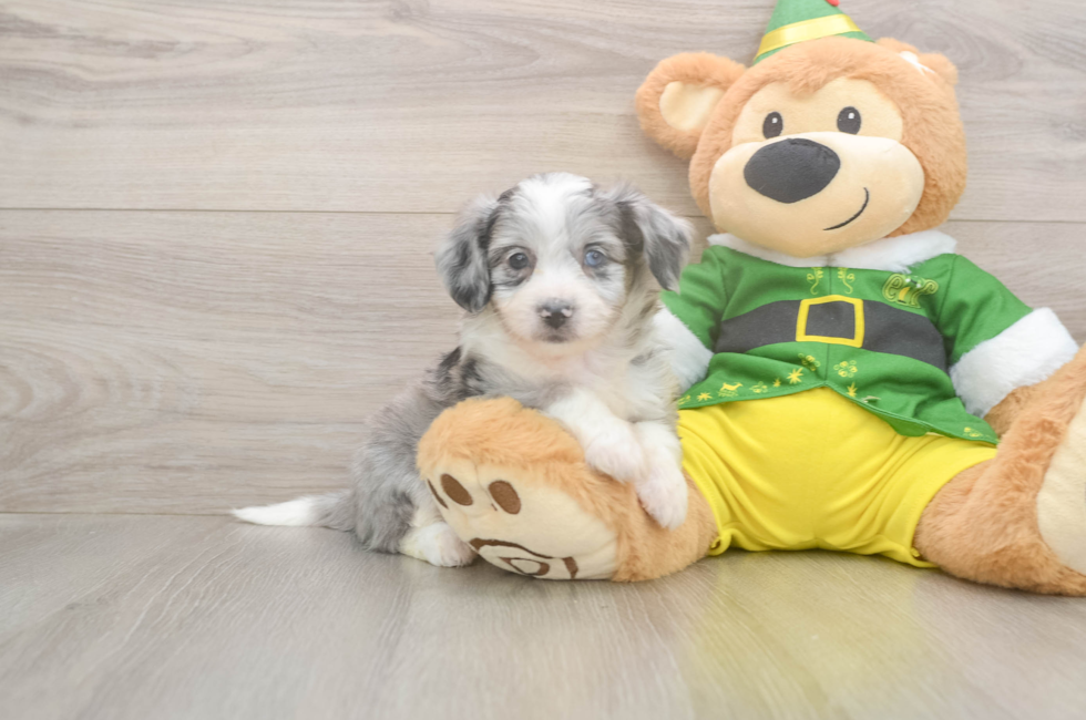 6 week old Aussiechon Puppy For Sale - Simply Southern Pups