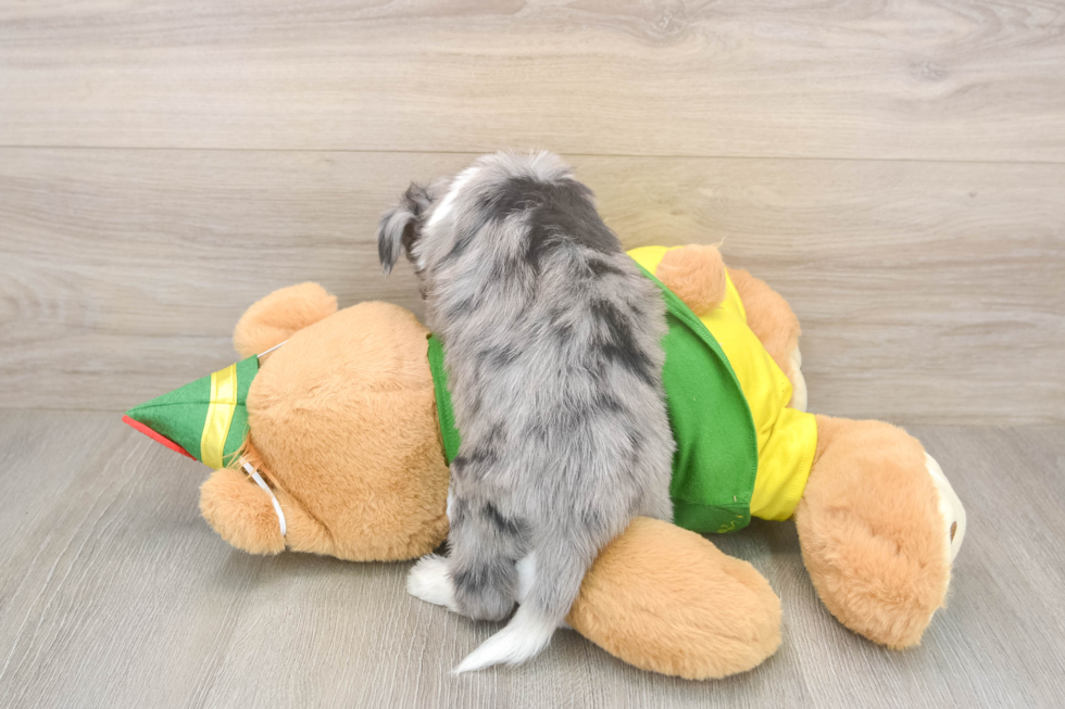 Aussiechon Pup Being Cute