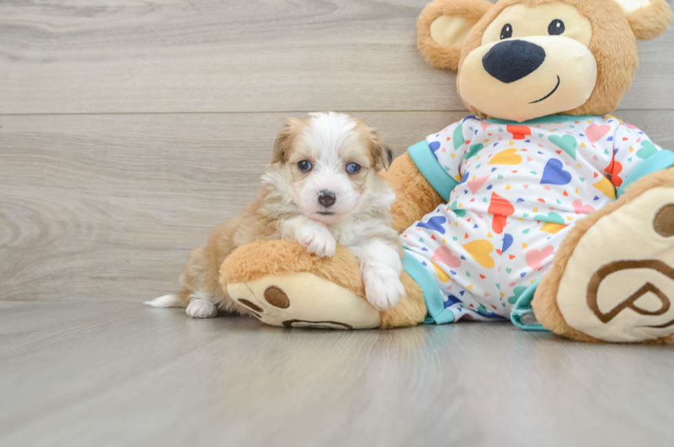 7 week old Aussiechon Puppy For Sale - Simply Southern Pups