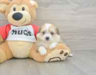 6 week old Aussiechon Puppy For Sale - Simply Southern Pups