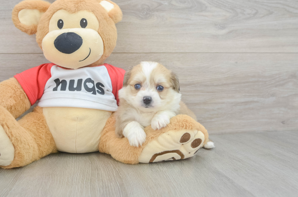 5 week old Aussiechon Puppy For Sale - Simply Southern Pups