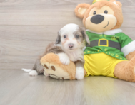 6 week old Aussiechon Puppy For Sale - Simply Southern Pups