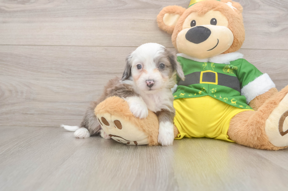 6 week old Aussiechon Puppy For Sale - Simply Southern Pups