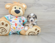 9 week old Aussiechon Puppy For Sale - Simply Southern Pups