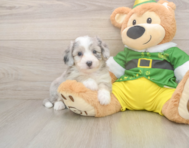 6 week old Aussiechon Puppy For Sale - Simply Southern Pups