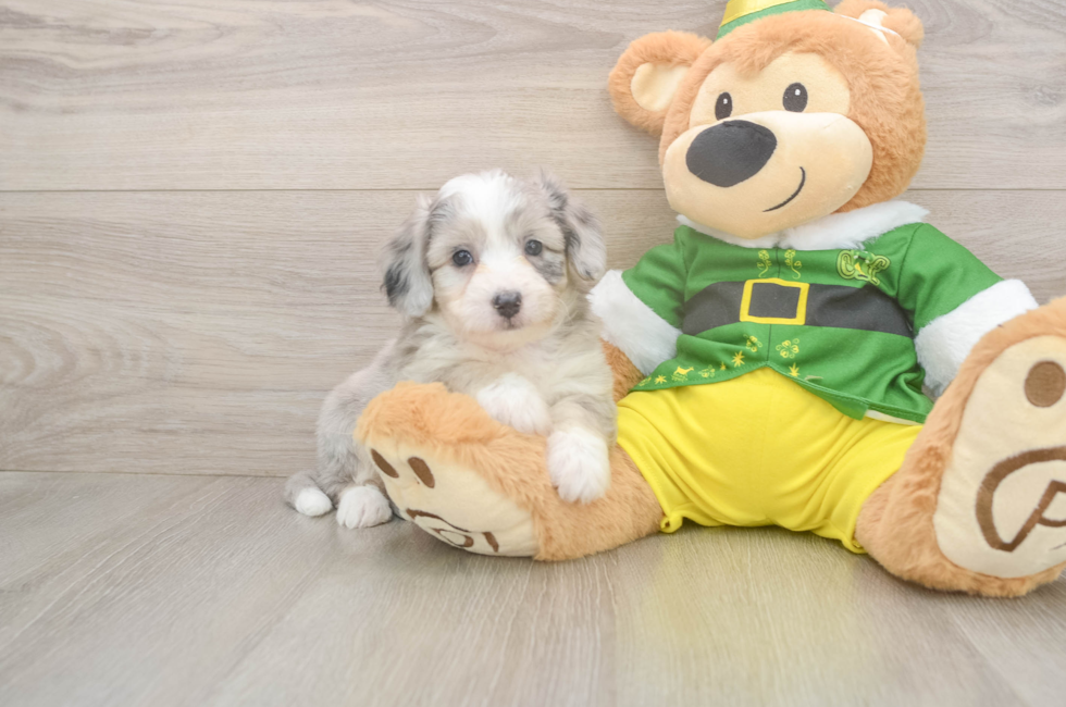 6 week old Aussiechon Puppy For Sale - Simply Southern Pups