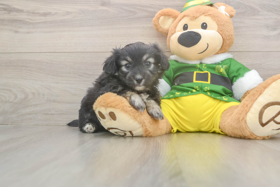 Energetic Aussie Bichon Designer Puppy