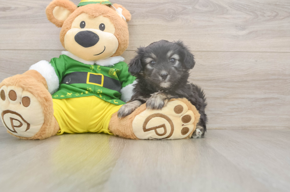 5 week old Aussiechon Puppy For Sale - Simply Southern Pups