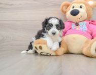 5 week old Aussiechon Puppy For Sale - Simply Southern Pups