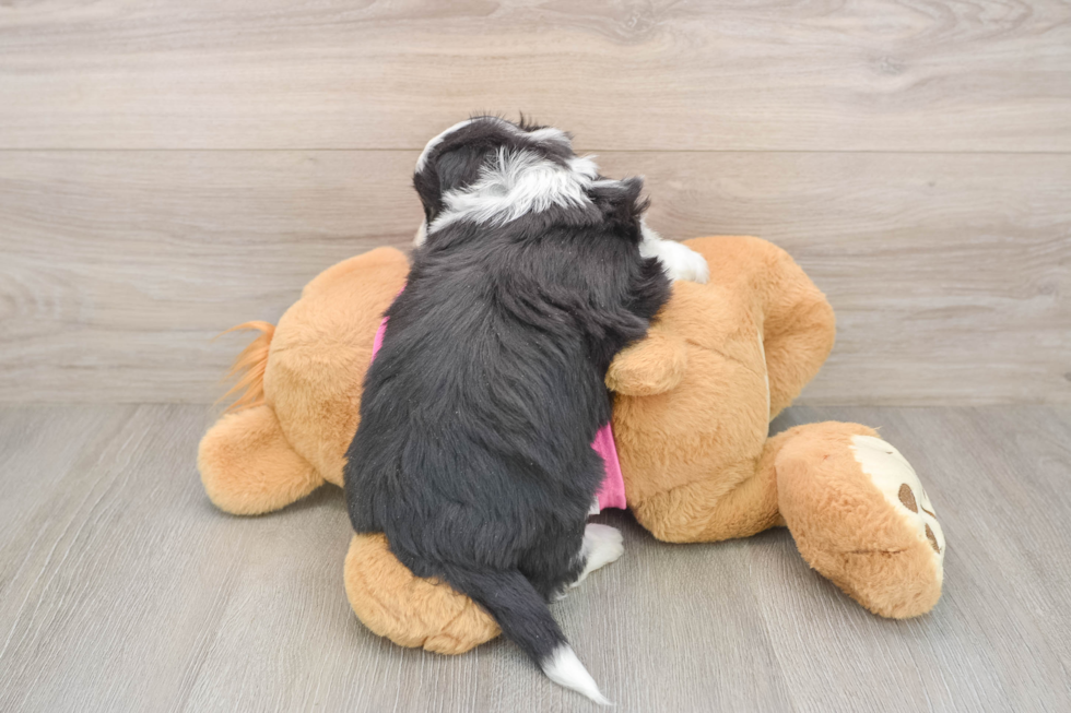 Best Aussiechon Baby