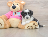 5 week old Aussiechon Puppy For Sale - Simply Southern Pups