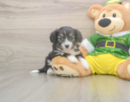 8 week old Aussiechon Puppy For Sale - Simply Southern Pups