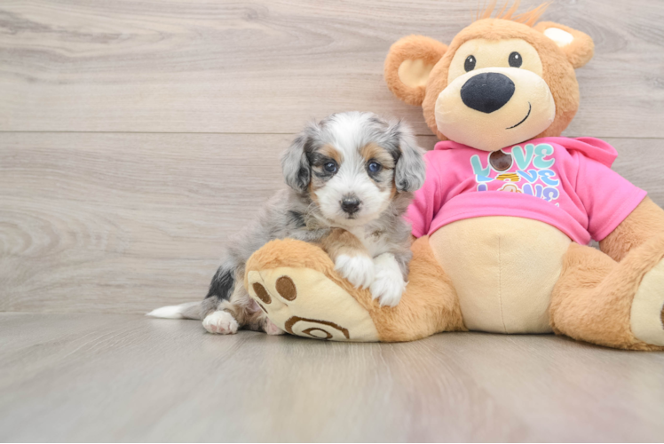 Best Aussiechon Baby