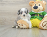 6 week old Aussiechon Puppy For Sale - Simply Southern Pups