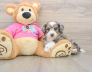 5 week old Aussiechon Puppy For Sale - Simply Southern Pups