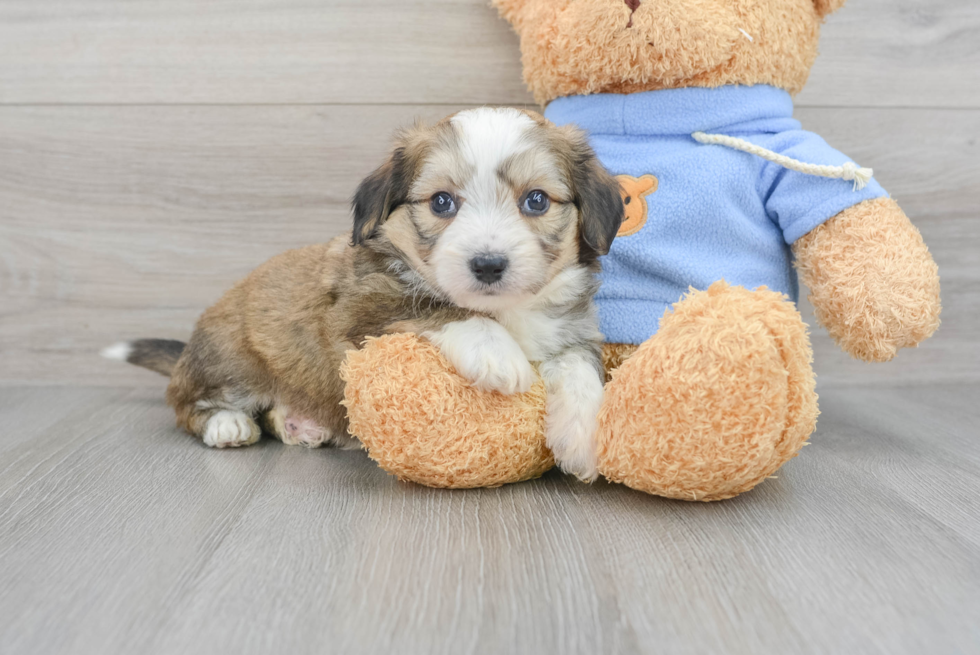 Aussiechon Puppy for Adoption