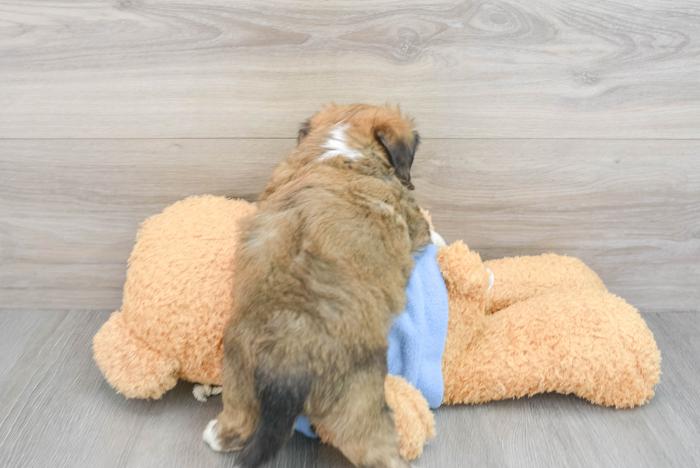 Aussiechon Puppy for Adoption