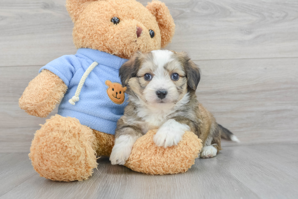 Aussiechon Puppy for Adoption