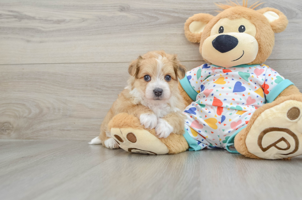 7 week old Aussiechon Puppy For Sale - Simply Southern Pups