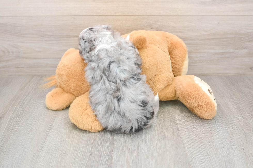 Best Aussiechon Baby