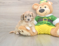 6 week old Aussiechon Puppy For Sale - Simply Southern Pups