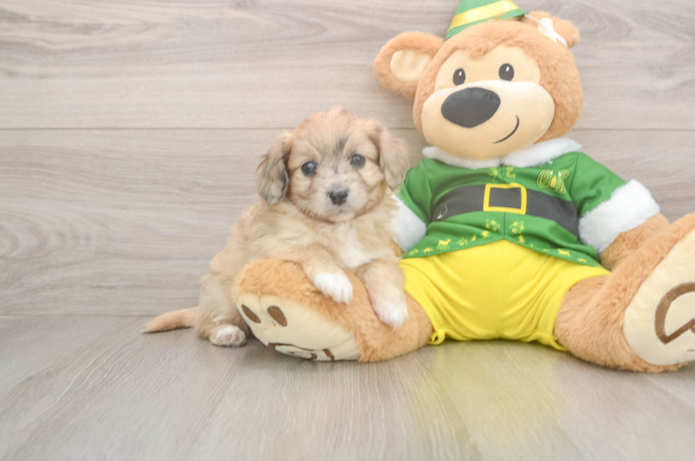 5 week old Aussiechon Puppy For Sale - Simply Southern Pups