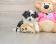 6 week old Aussiechon Puppy For Sale - Simply Southern Pups