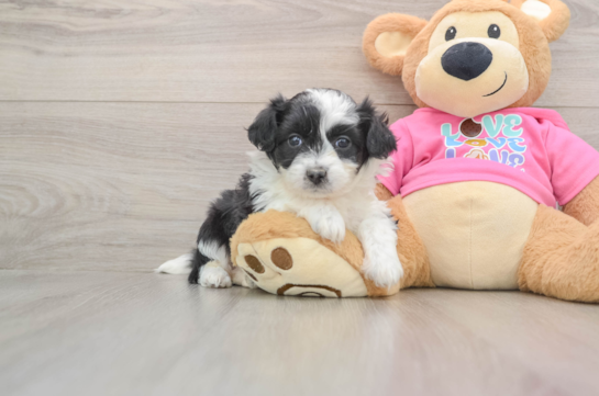 Friendly Aussiechon Baby