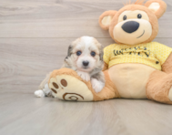6 week old Aussiechon Puppy For Sale - Simply Southern Pups