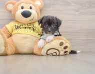 8 week old Aussiechon Puppy For Sale - Simply Southern Pups