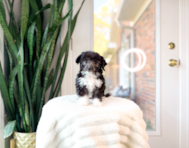 9 week old Aussiechon Puppy For Sale - Simply Southern Pups