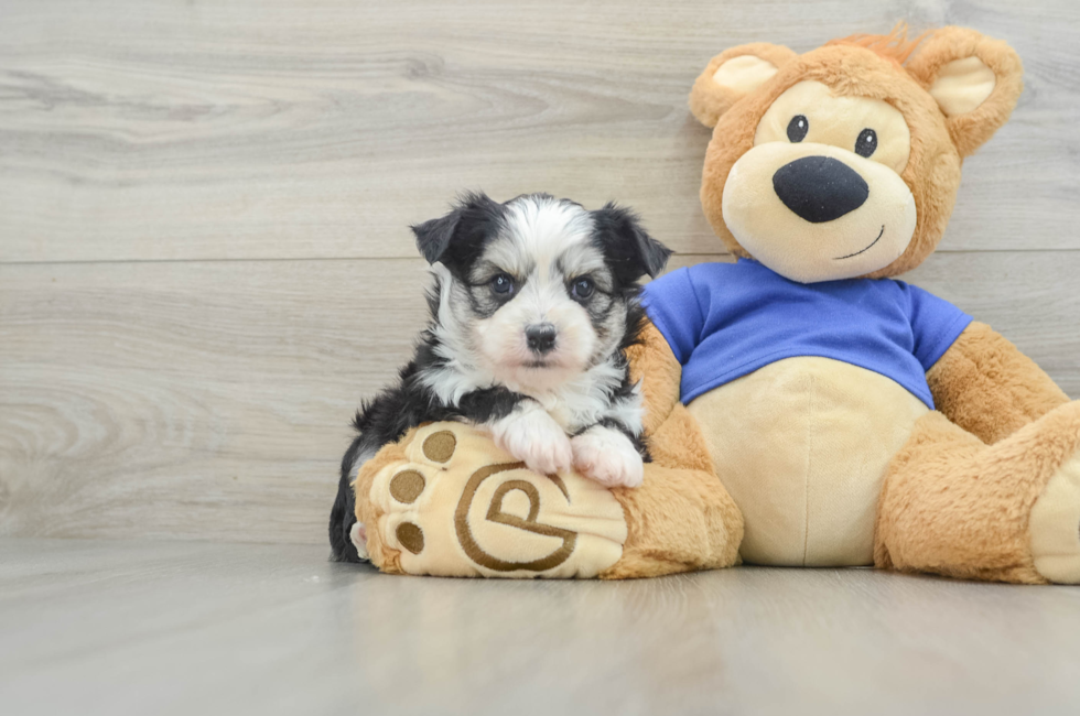 8 week old Aussiechon Puppy For Sale - Simply Southern Pups