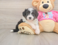 6 week old Aussiechon Puppy For Sale - Simply Southern Pups