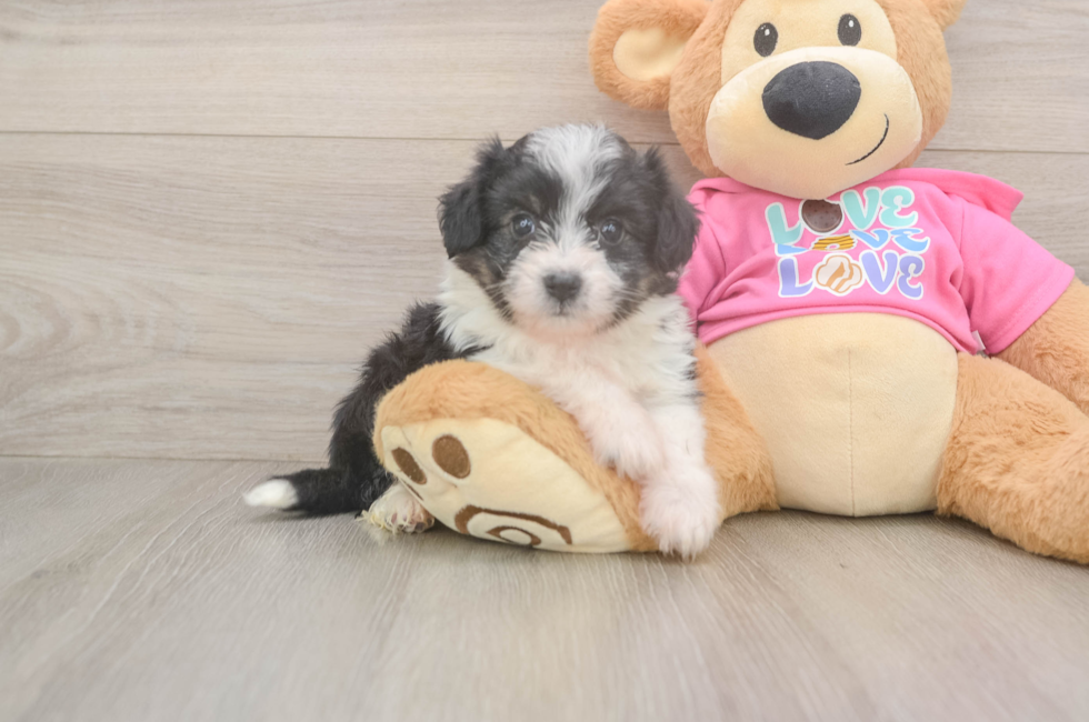 7 week old Aussiechon Puppy For Sale - Simply Southern Pups