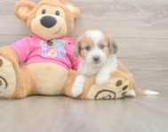 6 week old Aussiechon Puppy For Sale - Simply Southern Pups