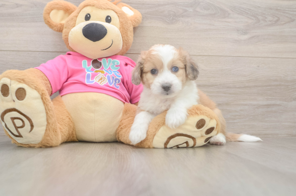 5 week old Aussiechon Puppy For Sale - Simply Southern Pups